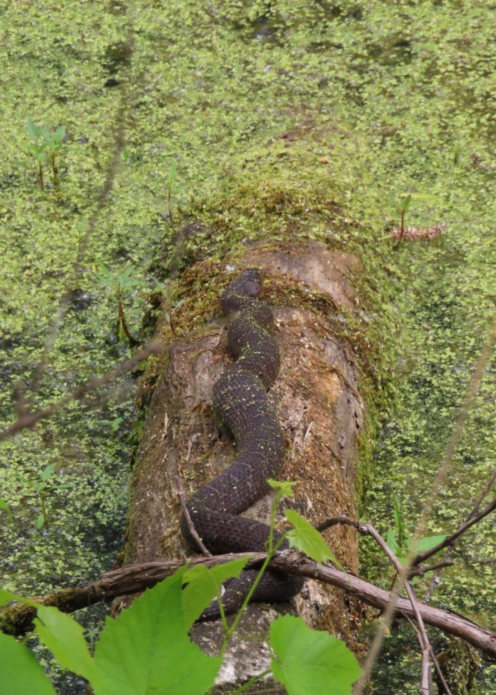 Northern Water Snake